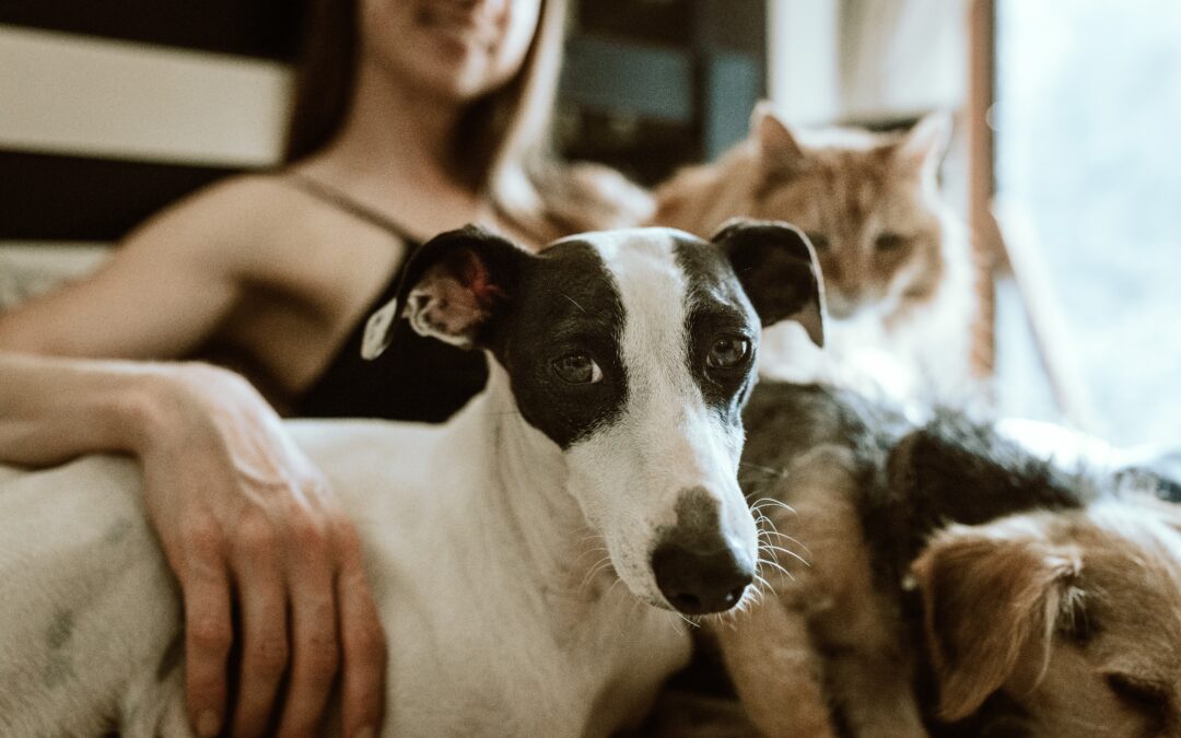 Why You Should Create a Trust Fund for Pet Care When You’re Gone